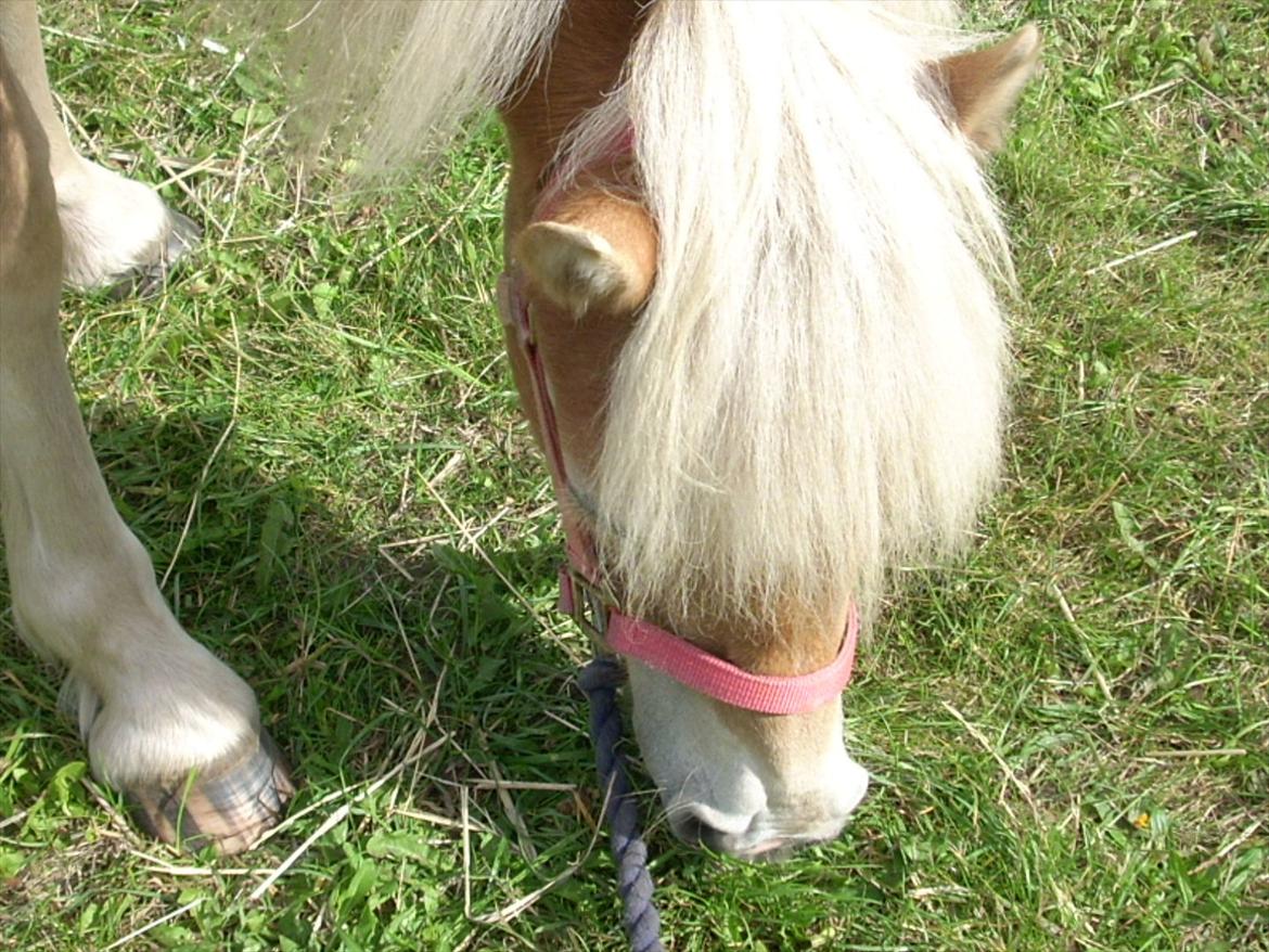 Tyroler Haflinger Suesette  SOLGT ! pr 14-8-2014 billede 4