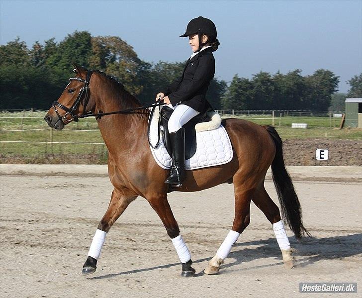 Welsh Pony (sec B) Korreborgs Pinot billede 18