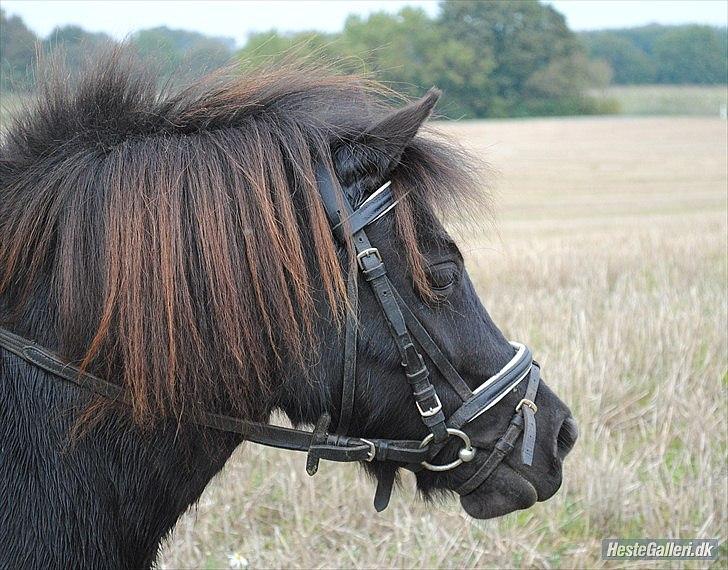 Shetlænder Peanut - Velkommen til peanots profil :o) billede 1