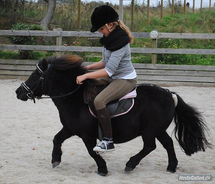 Shetlænder Peanut - et galopanspring billede 2