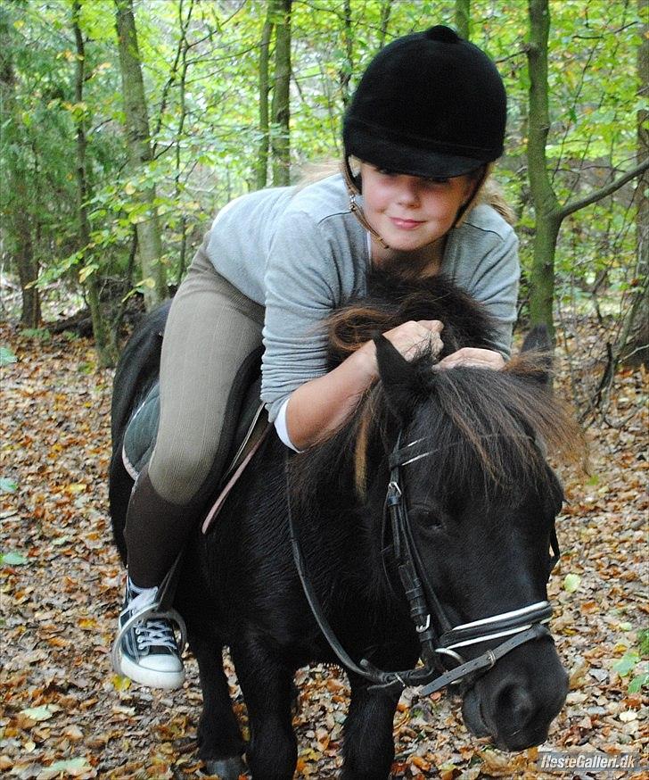 Shetlænder Peanut - Taget af nadia vestergaard cristiansen <3 billede 4