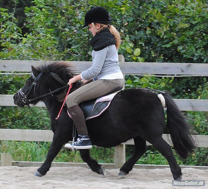 Shetlænder Peanut billede 5