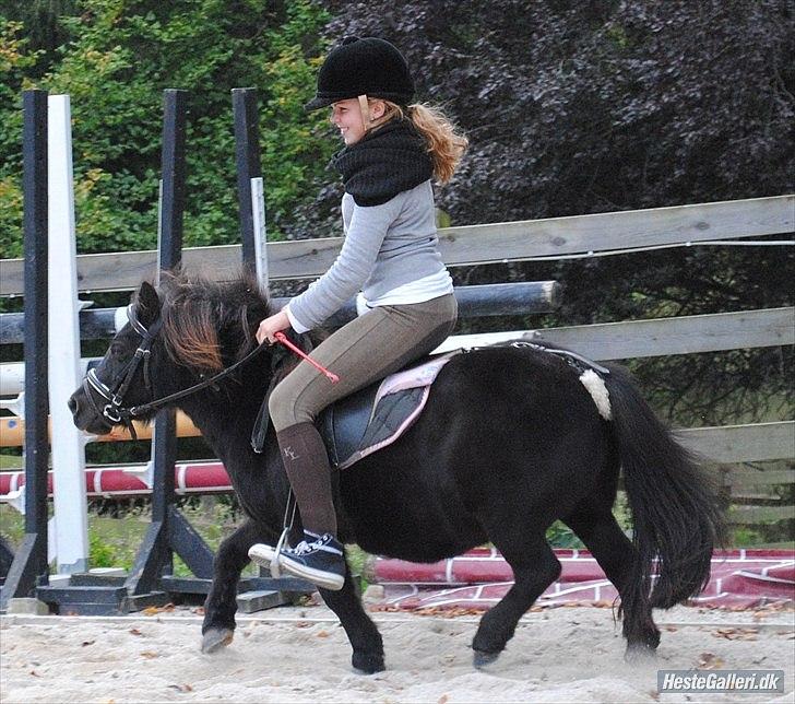 Shetlænder Peanut - typisk lille shetlænder trav :o) billede 6