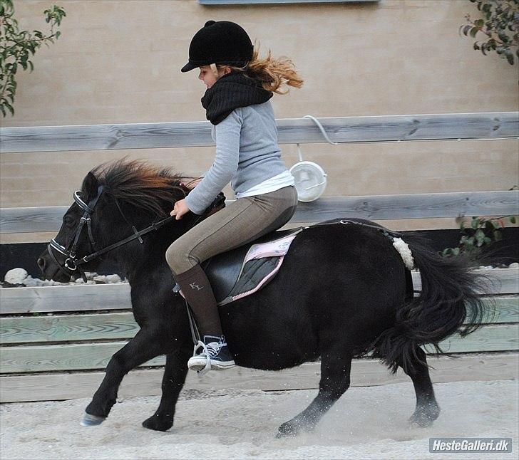 Shetlænder Peanut - hendes lille galop billede 3