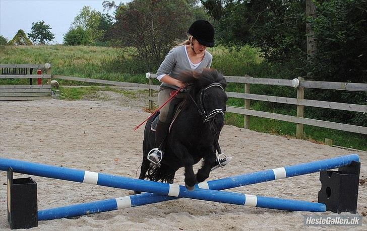 Shetlænder Peanut billede 7