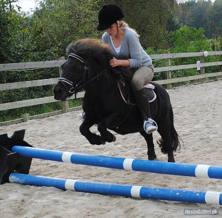 Shetlænder Peanut - Jeg sidder ret dårligt, bedre billede kommer straks. billede 8