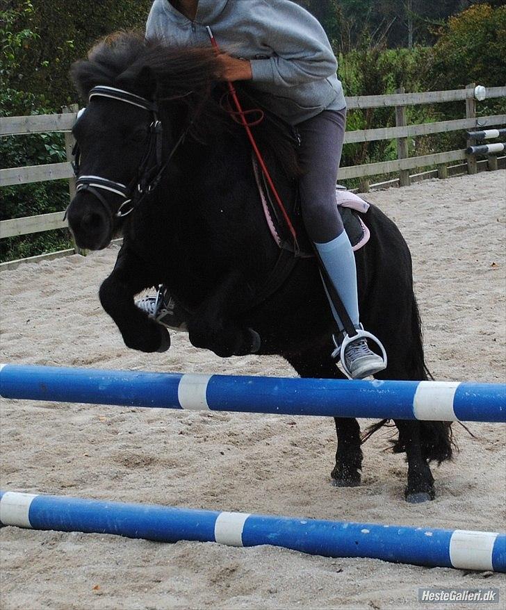 Shetlænder Peanut - 50 cm. billede 9