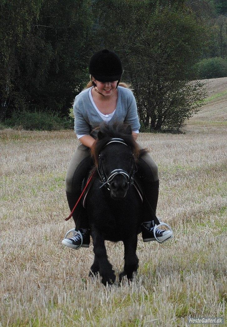 Shetlænder Peanut - galop på marken billede 10