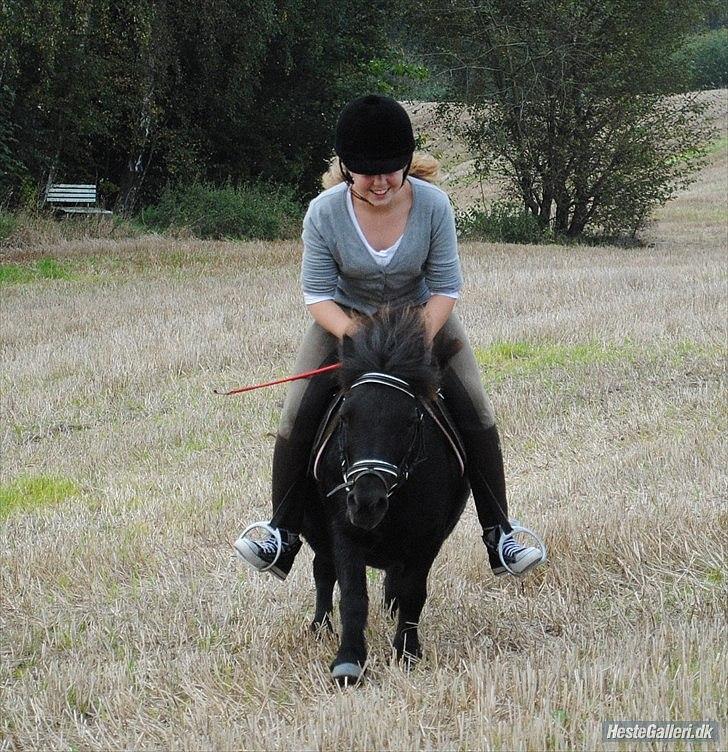 Shetlænder Peanut - galop på marken billede 11