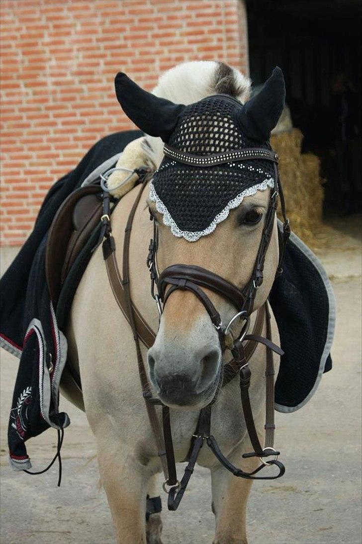 Fjordhest Laika Romeó(solgt) - DM 2011 billede 13