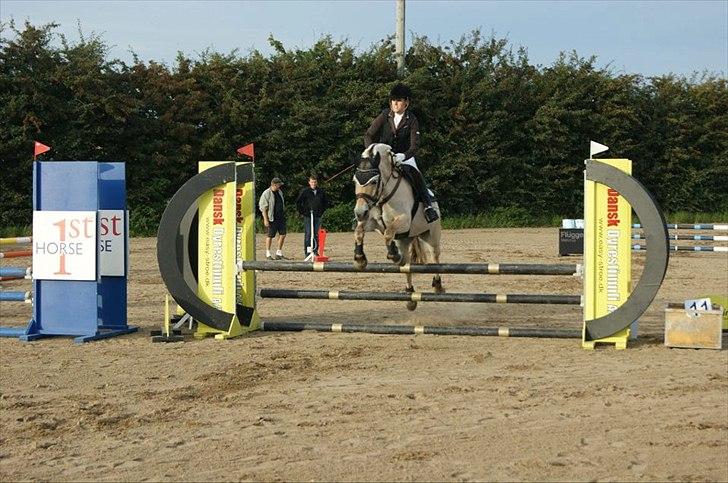 Fjordhest Laika Romeó(solgt) - DM 2011 billede 14