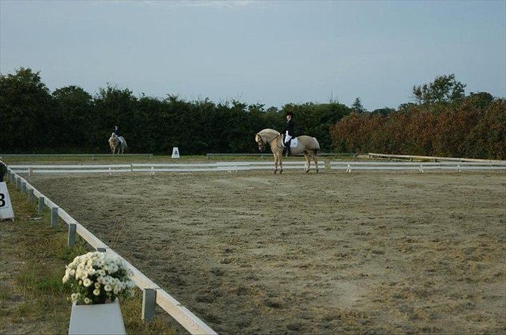 Fjordhest Laika Romeó(solgt) - DM 2011 nr. 4 billede 15