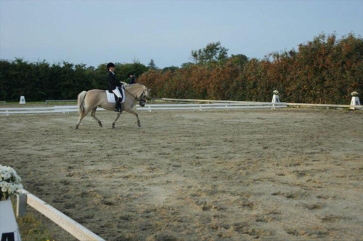 Fjordhest Laika Romeó(solgt) - DM 2011 nr. 4 billede 16