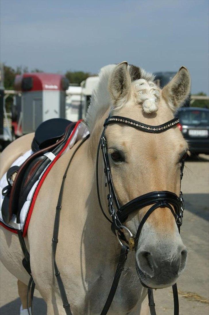 Fjordhest Laika Romeó(solgt) - DM 2011 nr. 4 billede 17