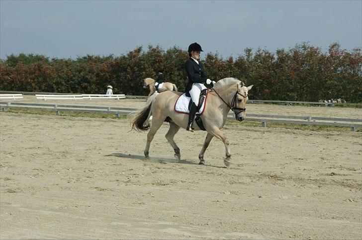 Fjordhest Laika Romeó(solgt) - DM 2011 nr. 4 billede 18