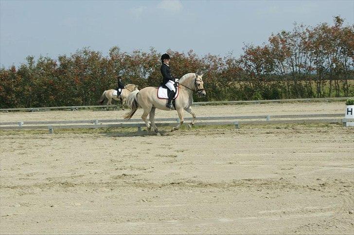 Fjordhest Laika Romeó(solgt) - DM 2011 nr. 4 billede 19