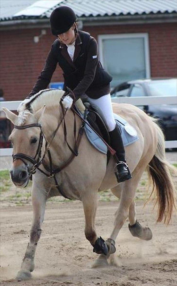 Fjordhest Laika Romeó(solgt) - DM 2011 billede 20