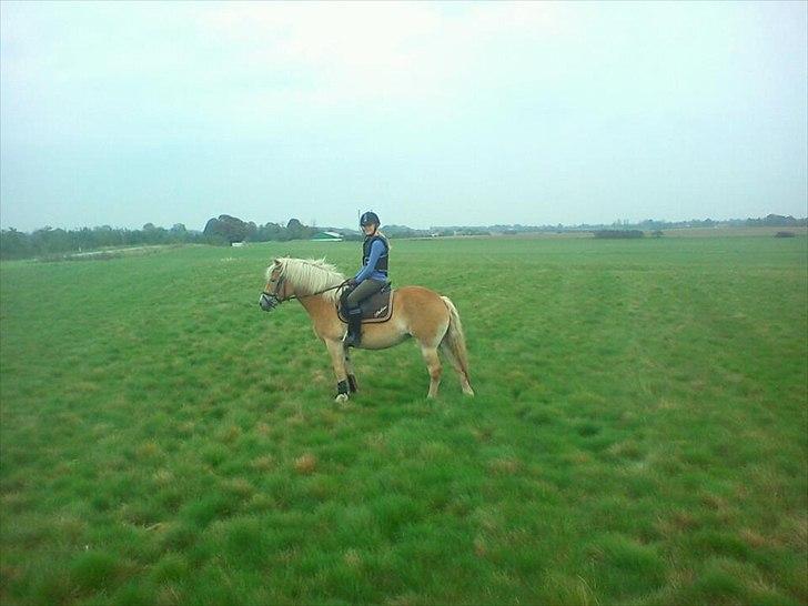 Haflinger Boline Bendroff - Foto: L Larsen. :-) billede 12