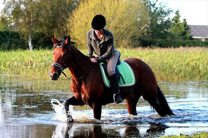 Traver HØJDESPRING B-PONY Lucky Beach<3 - i søen for første gang sammen! fantastisk  oplevelse<3 billede 14