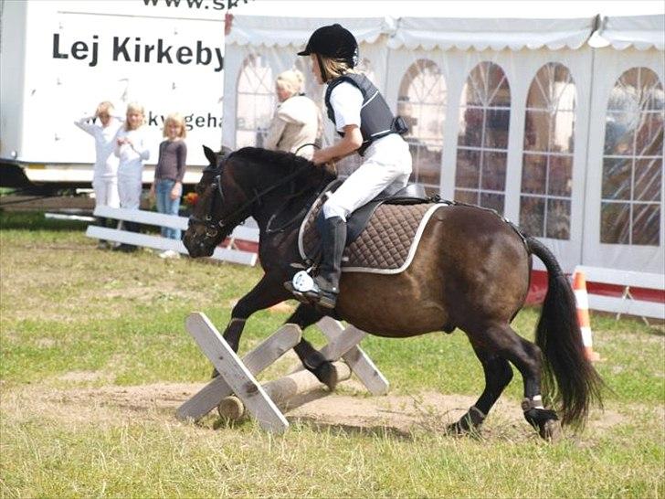 Shetlænder Tarzan - Til stævne i Hodsager 2011. Fotograf: Louise W billede 8