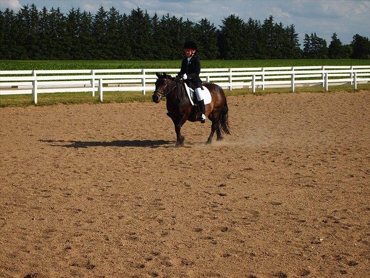 Shetlænder Tarzan - Hodsager 2011 Fotograf: Johanne billede 9