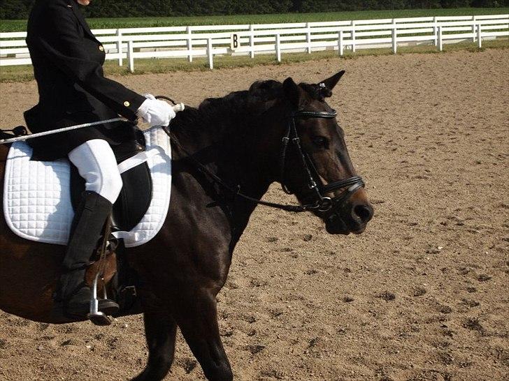 Shetlænder Tarzan - Hodsager 2011 Fotograf: Johanne billede 2