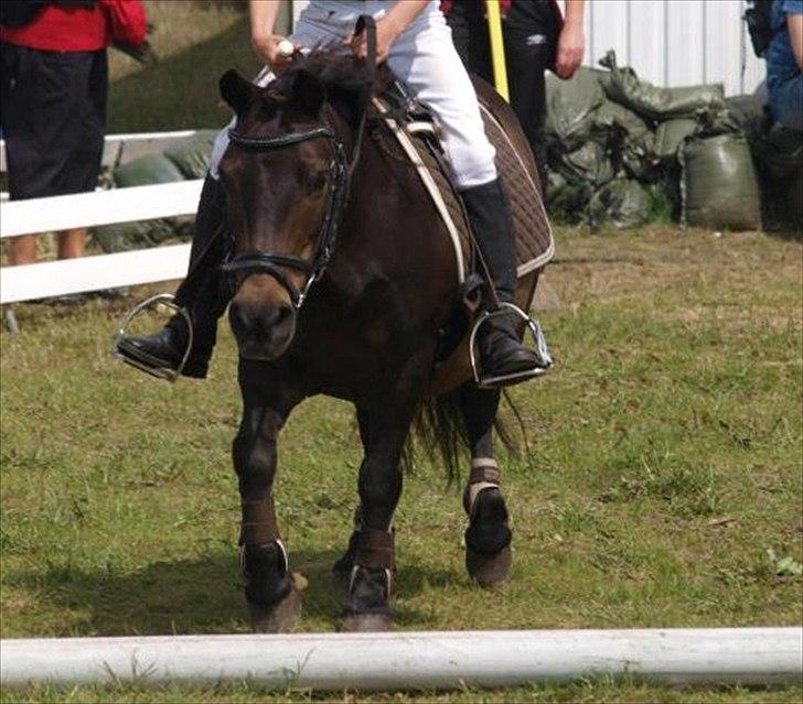 Shetlænder Tarzan - Hodsager 2011 Fotograf: Louise W billede 11