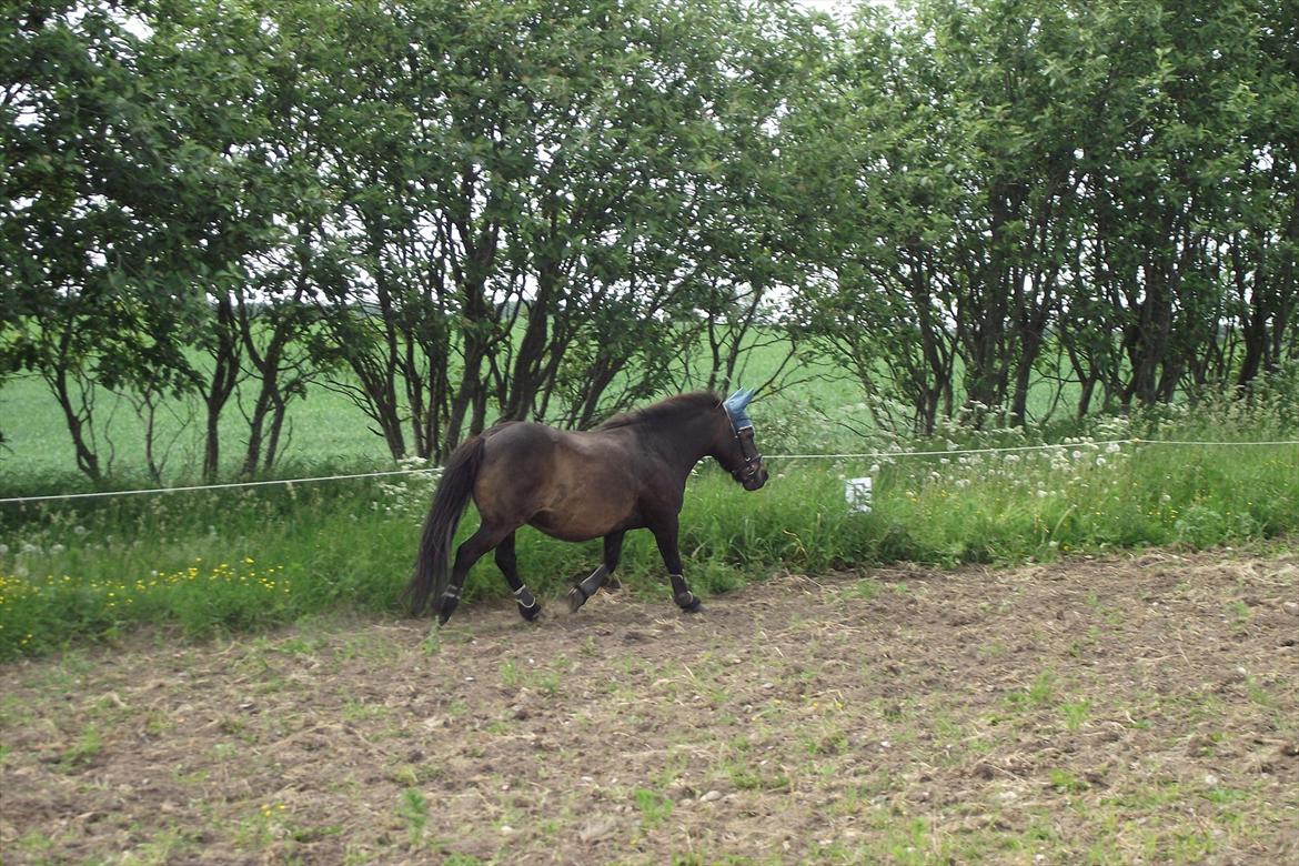 Shetlænder Tarzan - Tarzan løs på banen d. 07/06-2011 billede 14