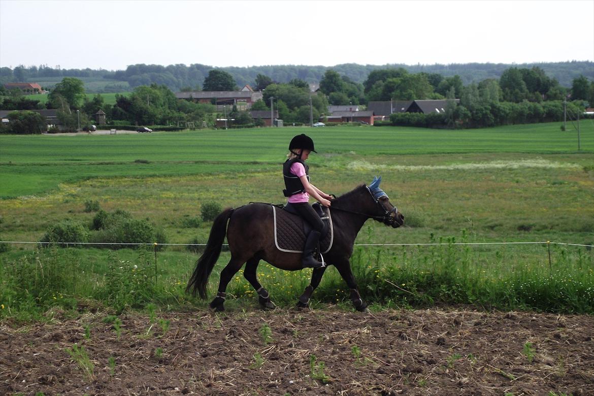 Shetlænder Tarzan - 07/06-2011 billede 15