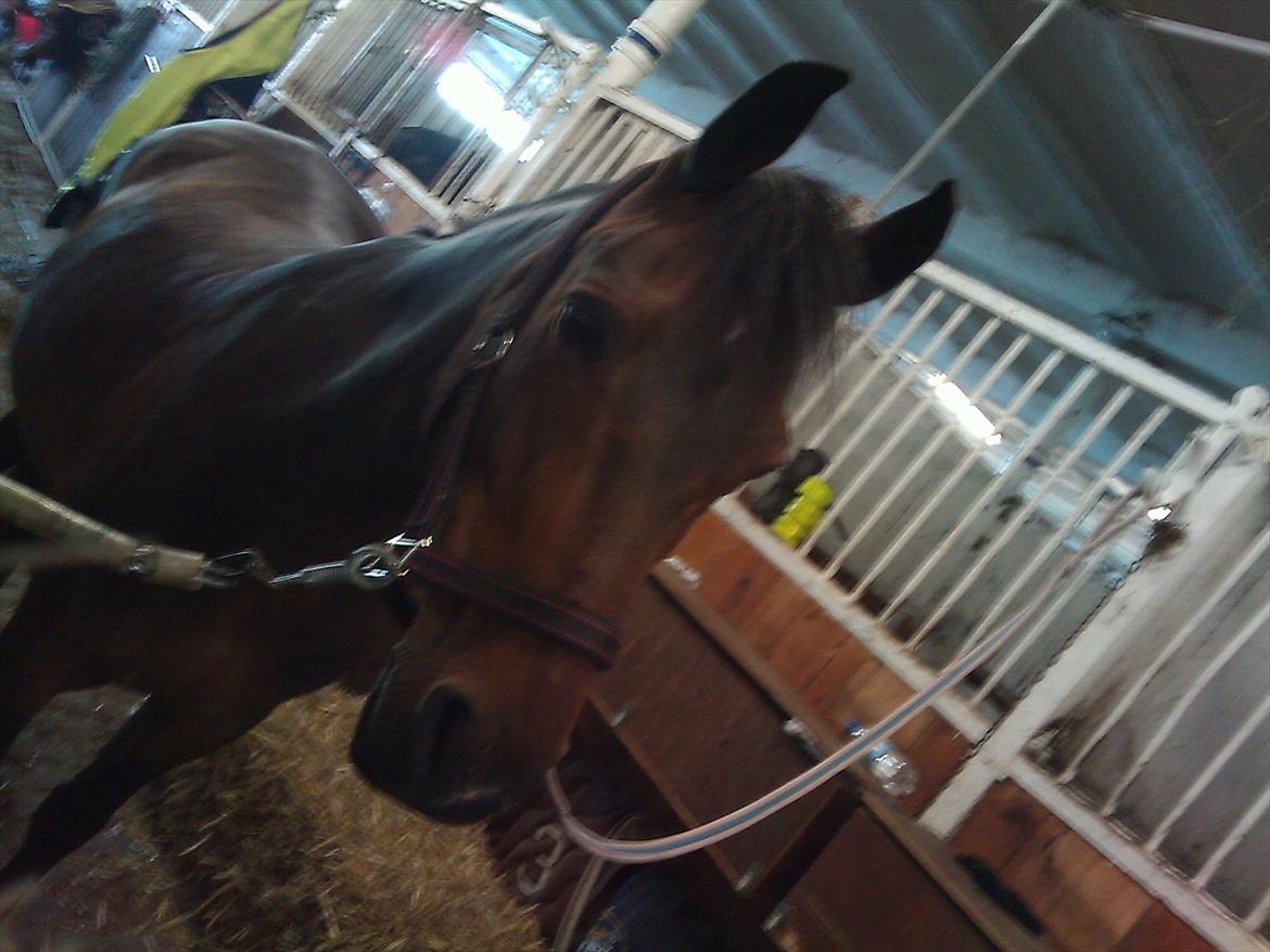 New Forest Nyskovens Antares - Her bliver jeg striglet på staldgangen:-)
Foto:Caro billede 3