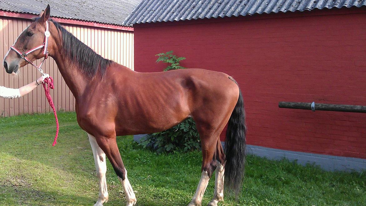 Hollandsk Varmblod Tarana <3 - Sådan så Tarana ud, da jeg fandt hende på et hestemarked, 8 måneder efter jeg havde byttet hende væk. Nu har jeg købt hende tilbage. Dato: 21/9 2011 billede 20