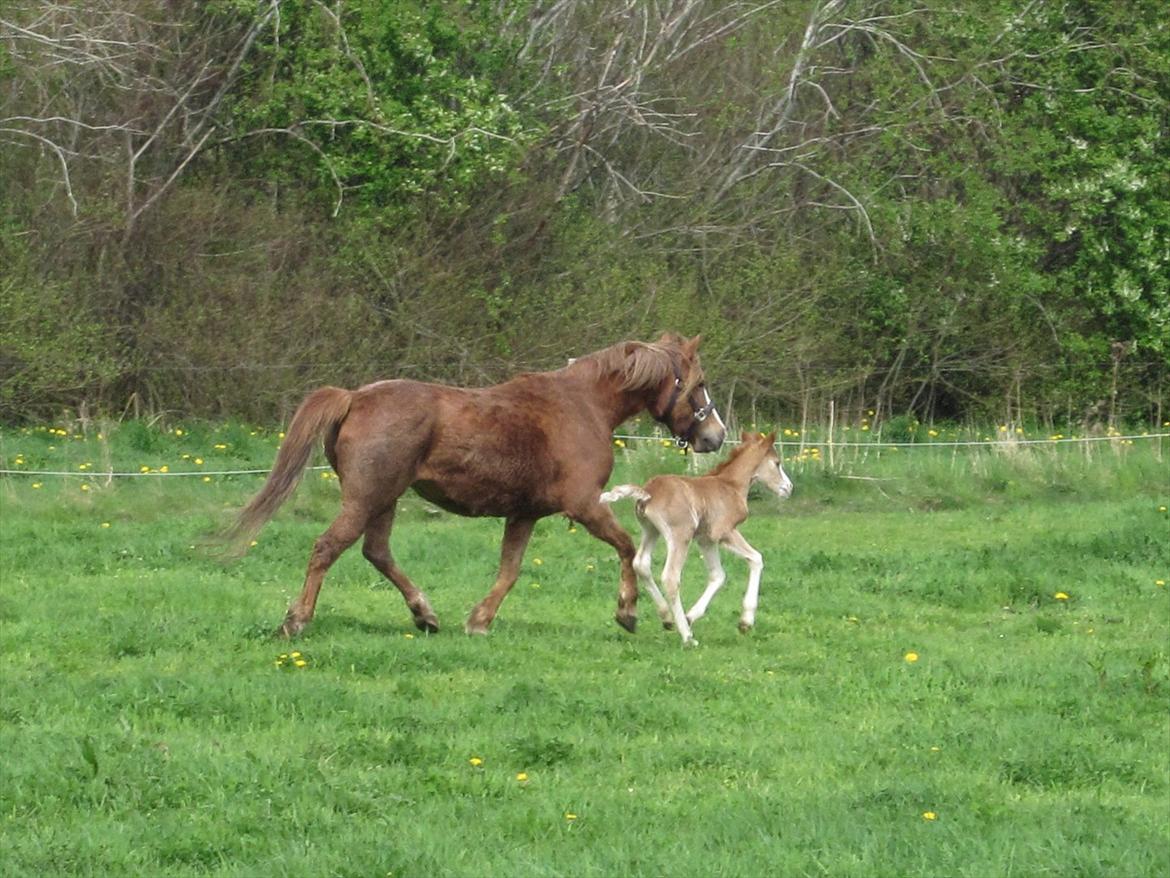 New Forest Amanda billede 1