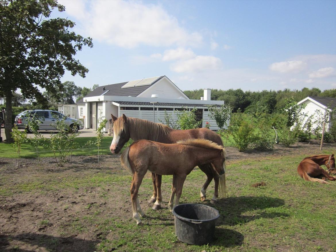 New Forest Amanda billede 4