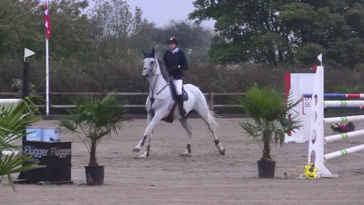 Holstener - Quidditch 13 - Glamsbjerg C-stævne september 2011. 130cm  billede 6
