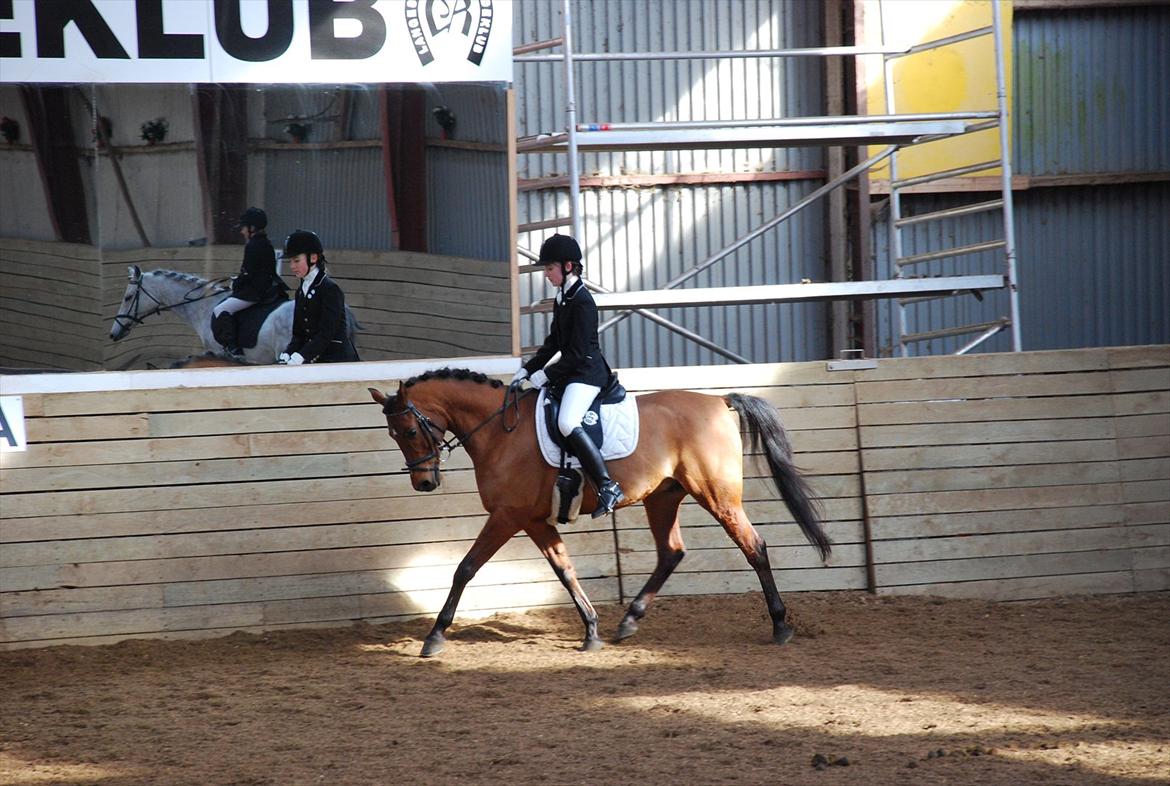 Arabisk fuldblod (OX) Loráng - I 2011 på opvarmningsbanen billede 6