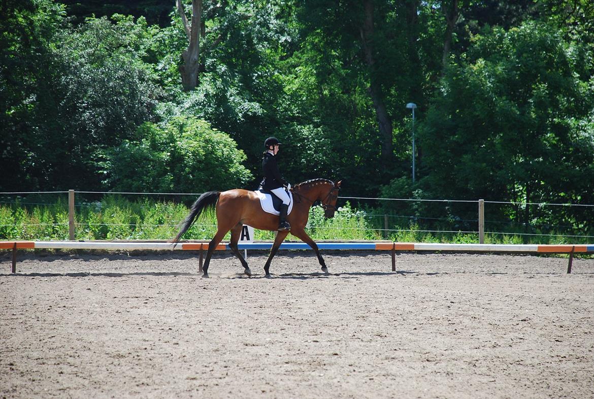 Arabisk fuldblod (OX) Loráng - Stævne i klubben - år 2010. billede 7