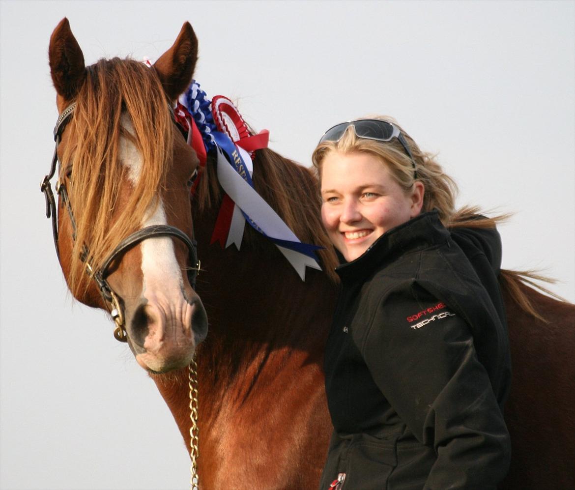 Welsh Cob (sec D) H-S Charles billede 8