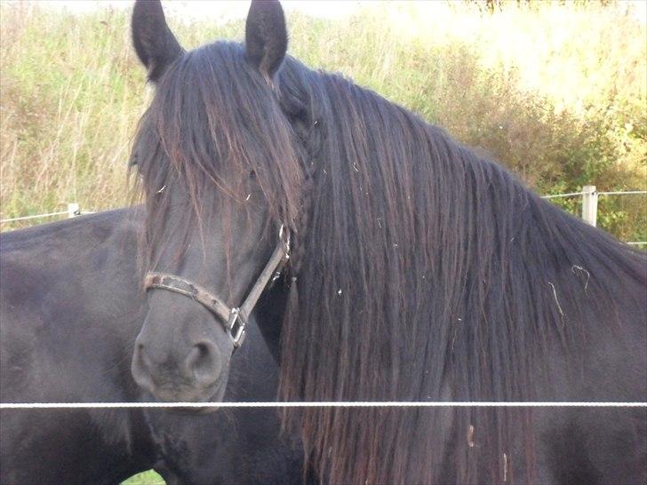 Anden særlig race Amaya #SOLGT# - 3 år. billede 5