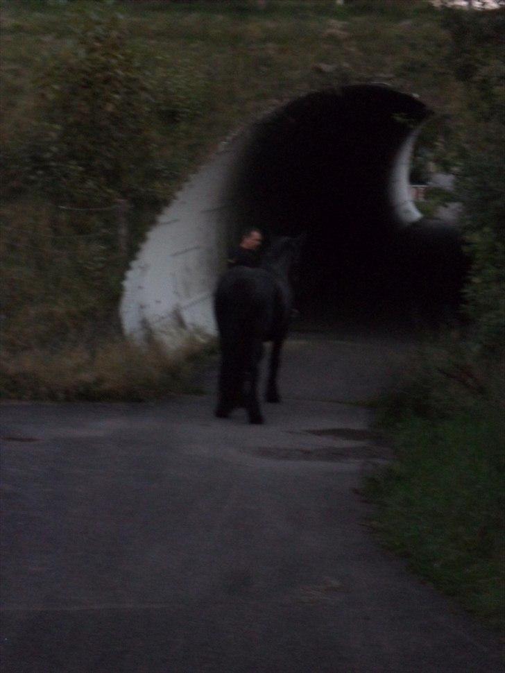 Anden særlig race Amaya #SOLGT# - På tur. Motorvejen er lige over hende og hun er helt kold.  billede 20