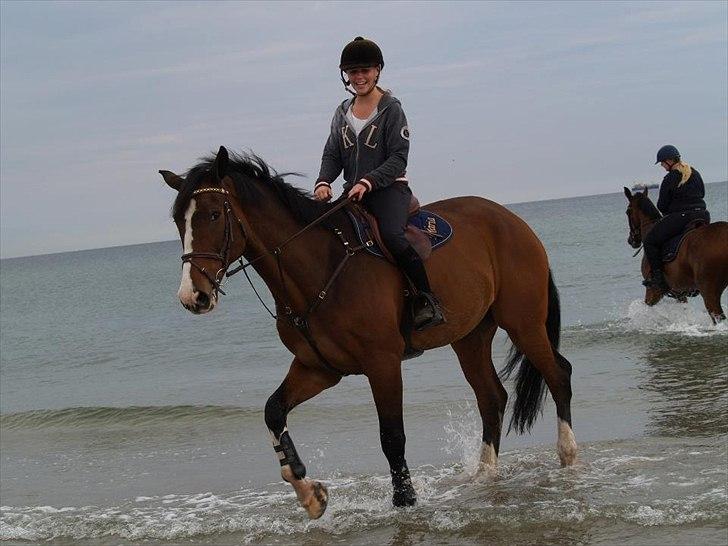 Dansk Varmblod Chamør billede 19