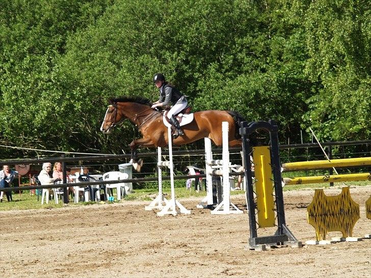 Dansk Varmblod Chamør billede 15