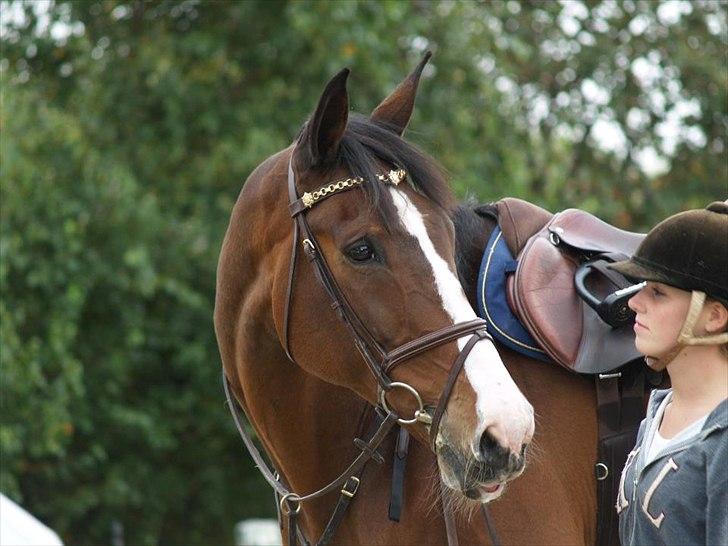 Dansk Varmblod Chamør billede 2