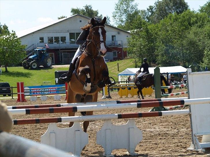 Dansk Varmblod Chamør billede 16