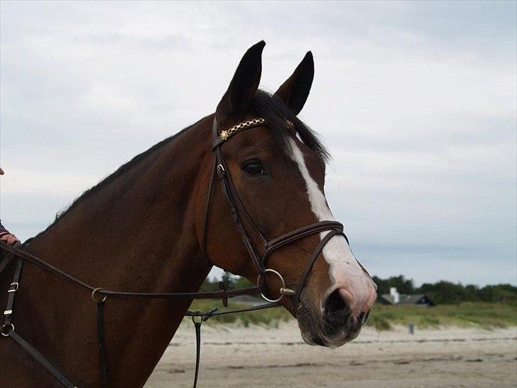 Dansk Varmblod Chamør billede 20