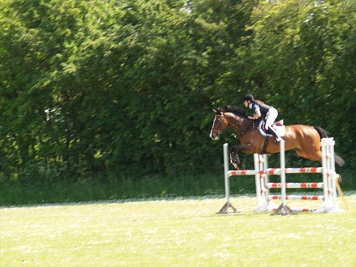 Dansk Varmblod Chamør billede 17