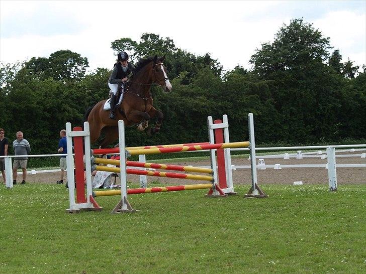 Dansk Varmblod Chamør billede 1