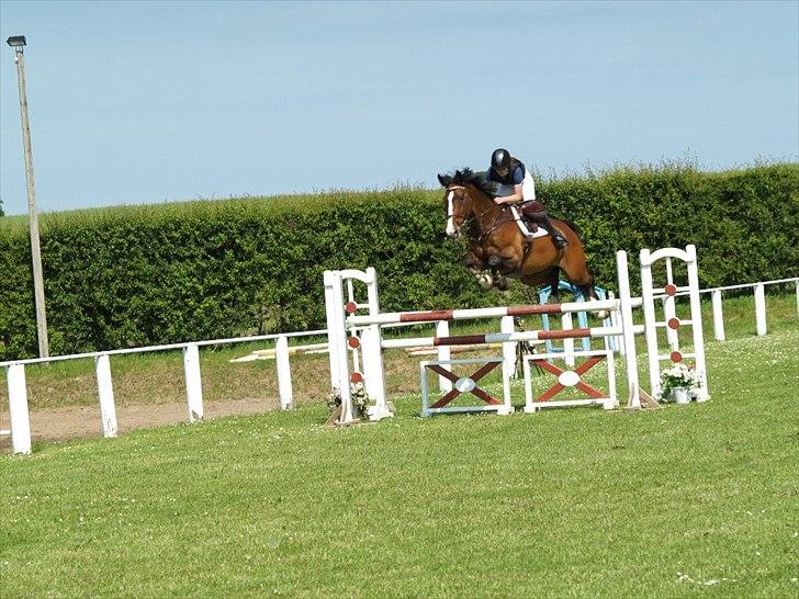 Dansk Varmblod Chamør billede 18