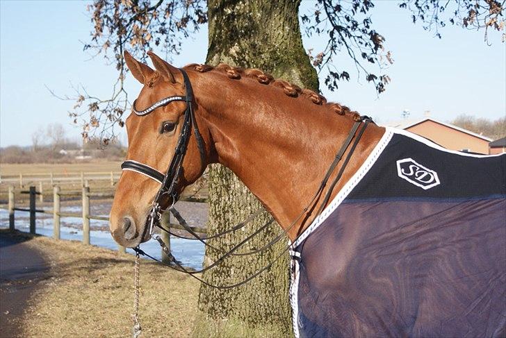 Dansk Varmblod Lundens Rusty - SOLGT :'( -  Model billede d. 5 marts 2011 (:
 billede 1