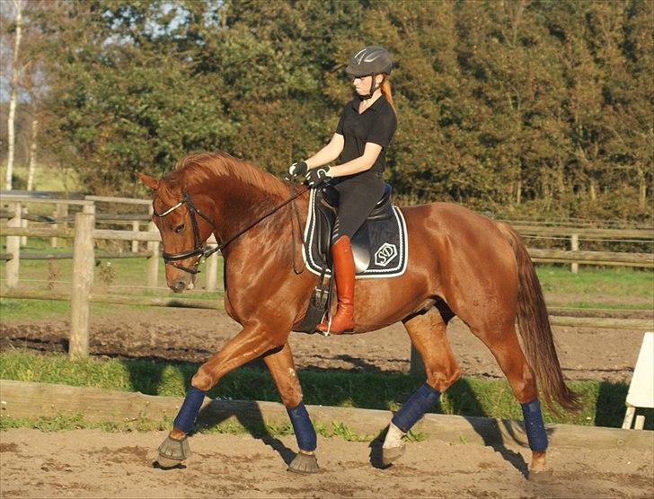Dansk Varmblod Lundens Rusty - SOLGT :'( - D. 1 oktober 2011 (:
Elsker den hest! billede 2
