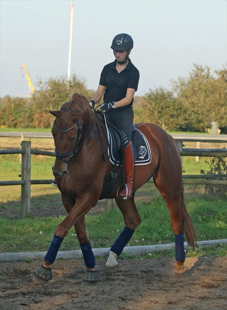 Dansk Varmblod Lundens Rusty - SOLGT :'( - D. 1 oktober 2011 (: billede 7